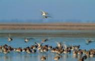 Vonuló madarak a Fertő-tónál_iskolai kirándulás