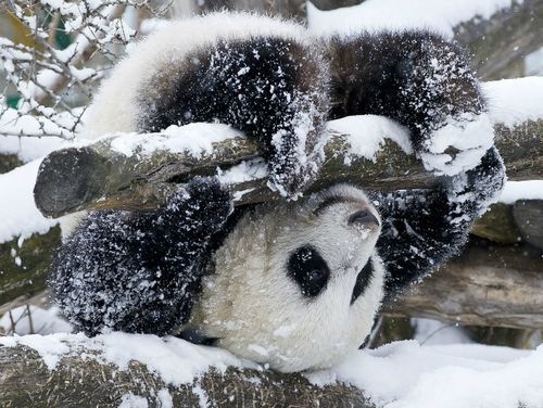 Vidám panda a Schönbrunni Állatkertben