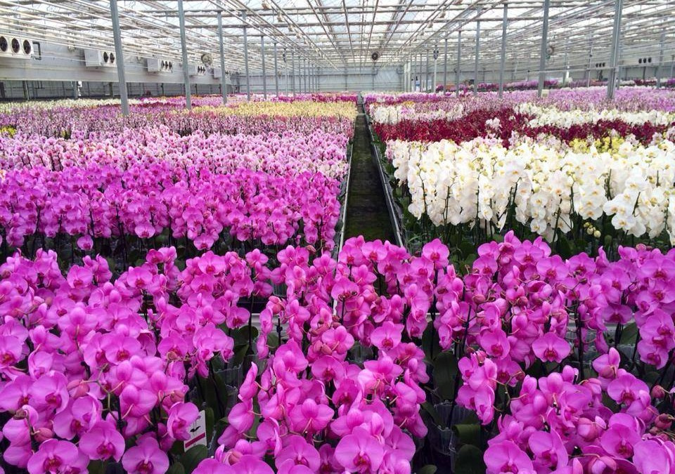 Orchideák minden mennyiségben